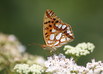 Kleiner Perlmuttfalter (Issoria lathonia) - © Emanuel Trummer